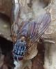 Phaonia sp.